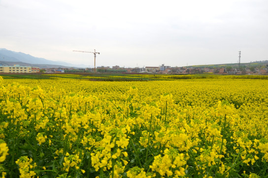 油菜花