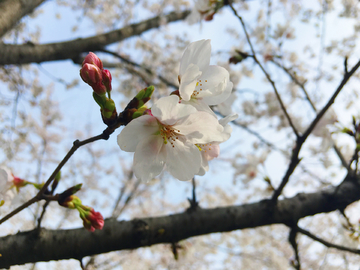 樱花