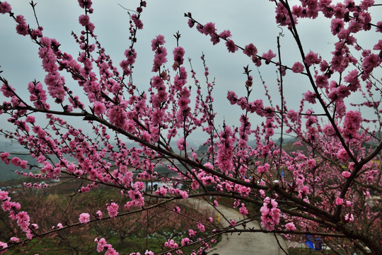 桃园 桃花园 桃花 桃树 果树