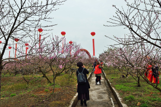 桃园 桃花园