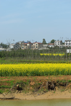 油菜花海 花海 油菜 菜地