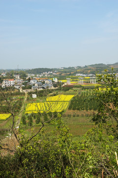 油菜花海