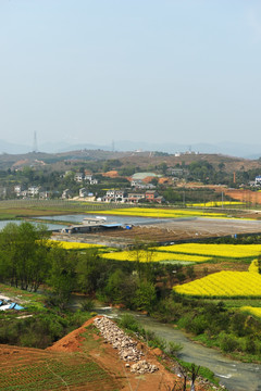 油菜花海