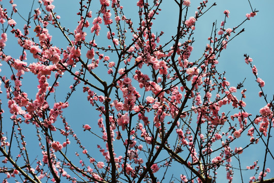 桃花 红桃花 桃花园