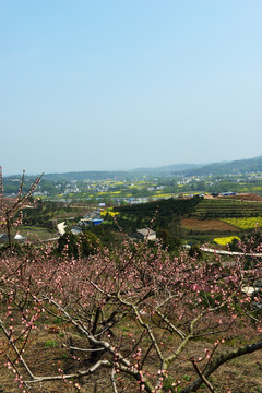 桃花园 桃花