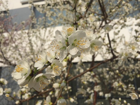 桃花 花 春天 花朵 粉色