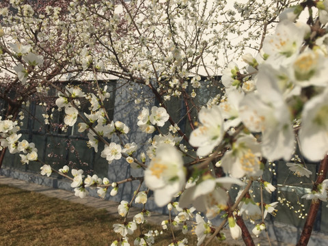 桃花 花 春天 花朵 粉色