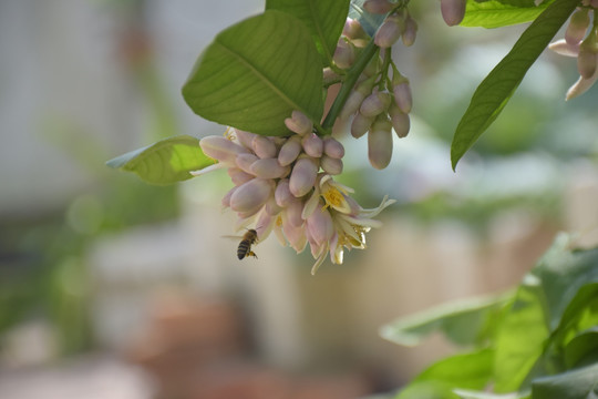 柠檬花上的蜜蜂