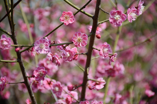 桃花