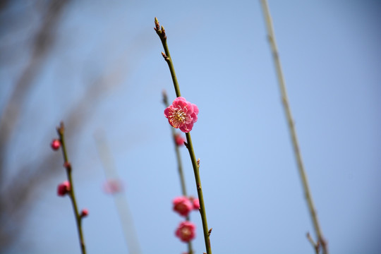 一枝桃花