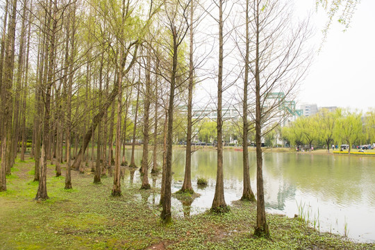 水杉 水杉湿地 喜水植物 绿色