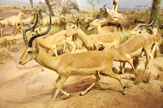 动物标本奔跑的羚羊群