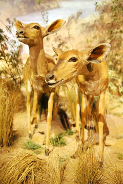 动物标本非洲鹿