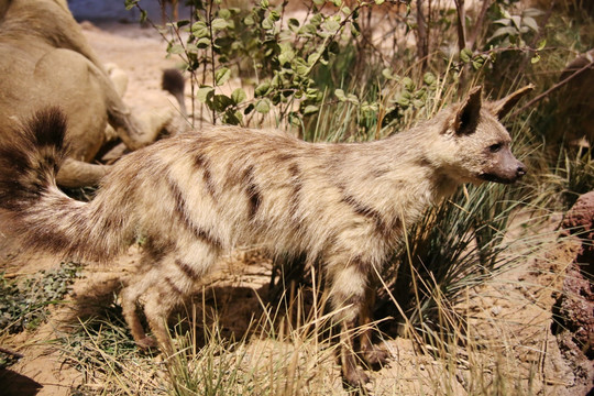 动物标本非洲山猫