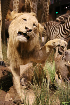 动物标本非洲的狮子