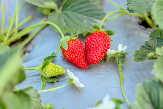 种植草莓照片