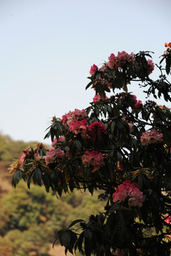 永德大雪山 杜鹃花