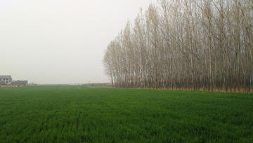 麦田 麦苗 树林 小麦 麦子