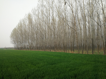 麦田 麦苗 树林 小麦 麦子