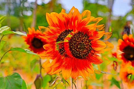 太陽花