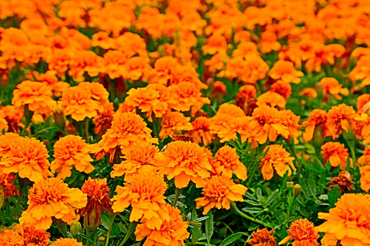 萬壽菊