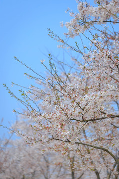 上海樱花之辰山植物园赏樱