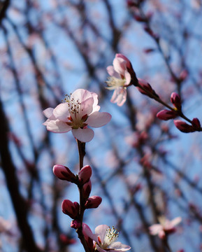 桃花