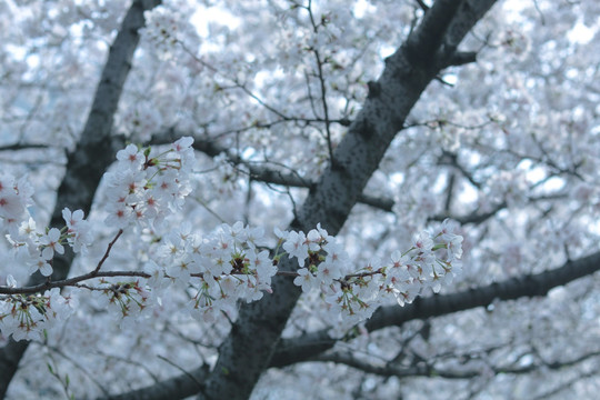 樱花