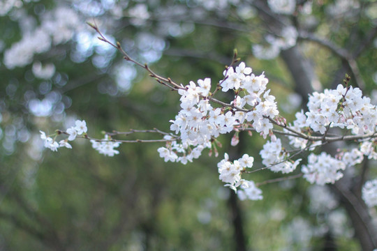 樱花