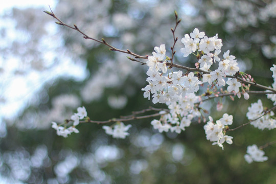 樱花