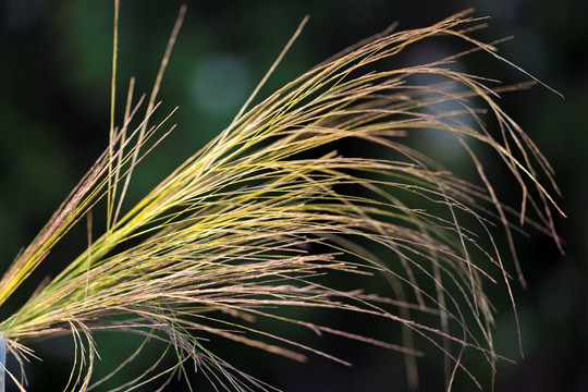 狗尾巴草 素材