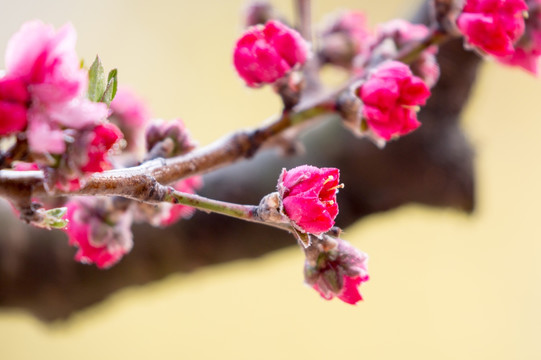 红色桃花 春天 花卉