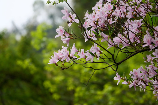 杜娟花