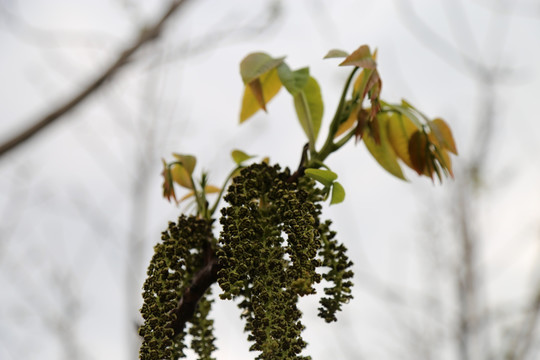 核桃树开花 核桃树嫩叶 核桃