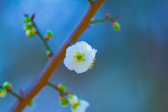 梅花