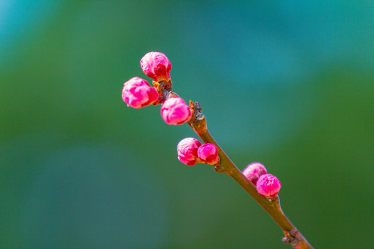 梅花