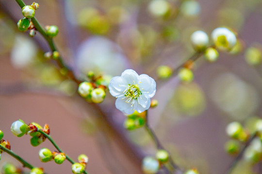 梅花