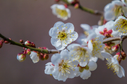 梅花