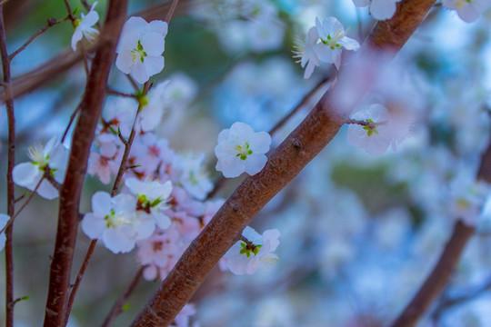 梅花