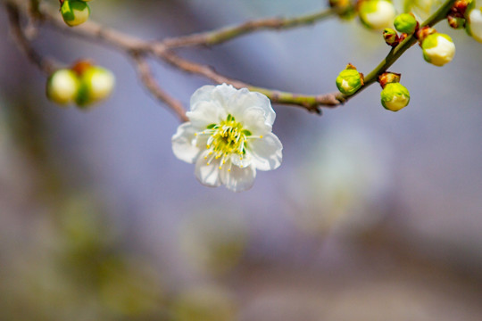 梅花