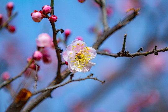 梅花