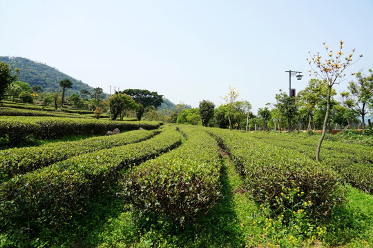 茶场 春茶