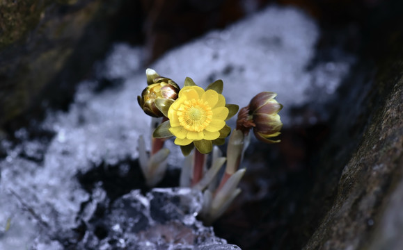 冰凌花