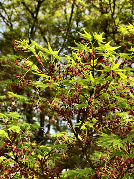 树木树芽新枝