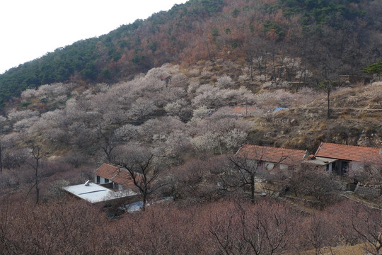 青岛城阳北宅山色峪村