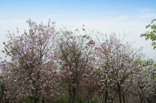 樱花