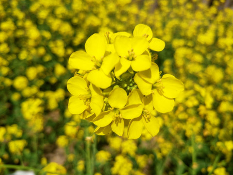 油菜花