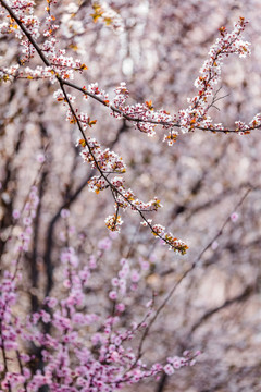 李花 桃花