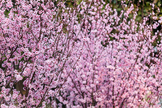 桃花