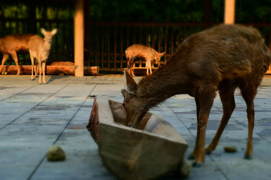 吃东西的鹿摄影实拍高清大图素材